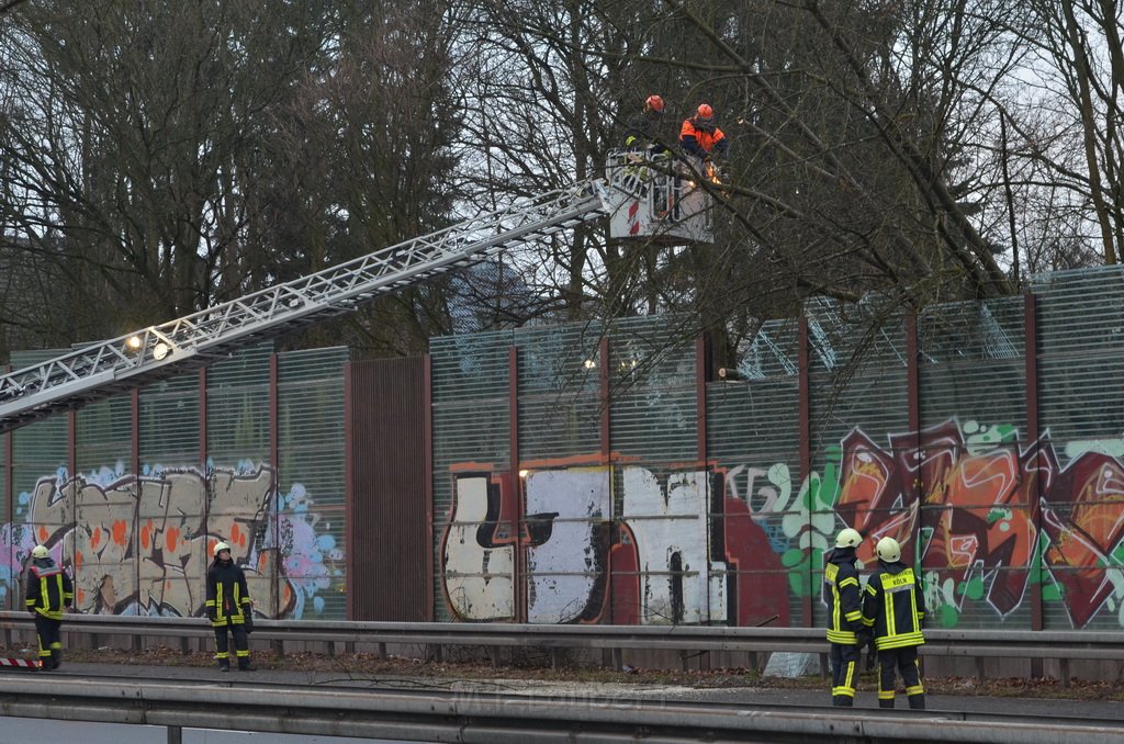 Einsatz BF Baum Koeln Vingst Vingster Ring P20.JPG - Miklos Laubert